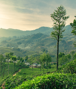 Tea Plantation in Nuwaraeliya