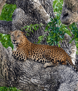 Relaxing Cheetah in Yala National Park