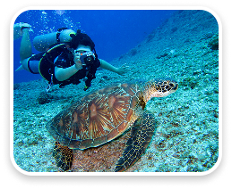 Turtle capturing near south coast while diving