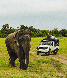 Wild elephant caught in Camera while safari tour